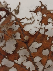 Mulsantina mexicana