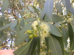 Eucalyptus gunnii
