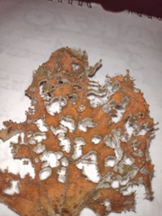Mulsantina mexicana