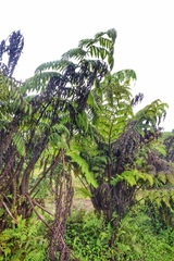 Cyathea weatherbyana