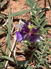 Astragalus nuttallianus
