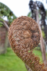 Cyathea weatherbyana