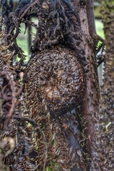 Cyathea weatherbyana