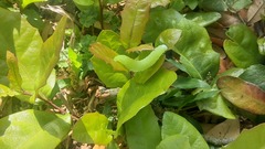 Trichoplusia ni