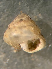 Image of Euconulus trochulus