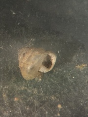 Euconulus trochulus