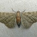 Eupithecia haworthiata - Photo 由 richardjaybee 所上傳的 (c) richardjaybee，保留部份權利CC BY-NC