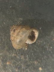 Euconulus trochulus