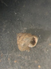 Euconulus trochulus