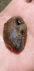 Crepidula onyx