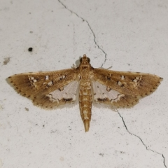 Crocidocnemis pellucidalis