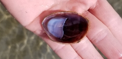 Crepidula onyx