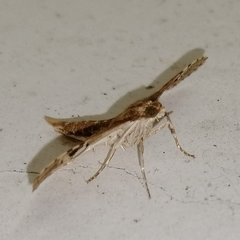 Crocidocnemis pellucidalis