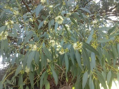 Eucalyptus gunnii