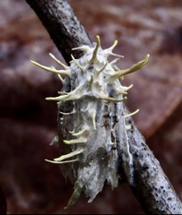 Akanthomyces aculeatus