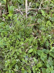 Bothriospermum zeylanicum