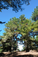 Pinus armandi