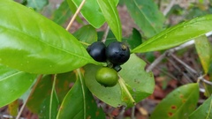 Cordiera concolor
