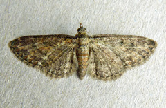 Eupithecia inturbata