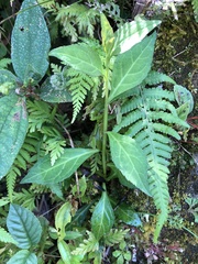 Veronicastrum loshanense