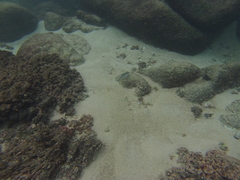 Halichoeres notospilus