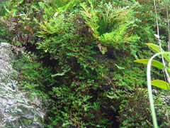 Selaginellaceae