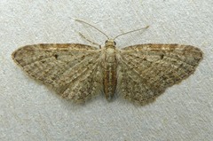 Eupithecia tenuiata