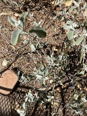 Buddleja marrubiifolia