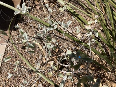 Buddleja marrubiifolia