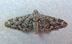 Eupithecia nanata