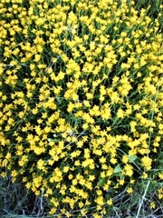 Genista tournefortii