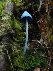Entoloma hochstetteri