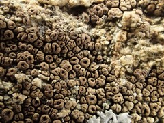 Acarospora obpallens