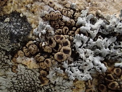 Acarospora obpallens