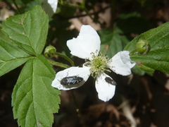 Acmaeodera ornata