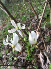 Primula meadia