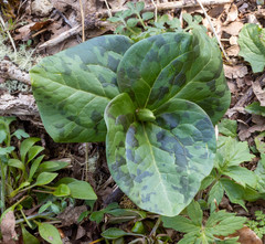 Trillium albidum parviflorum