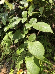 Rubus wallichianus