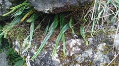 Lepisorus heterolepis