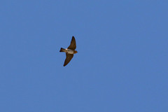 Petrochelidon fulva