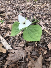 Trillium simile