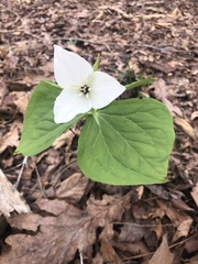 Trillium simile