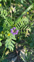Astragalus nuttallianus