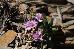 Scabiosa lacerifolia