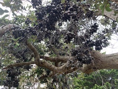 Corymbia calophylla