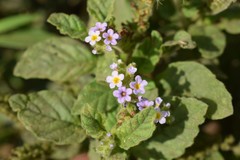 Heliotropium nicotianifolium