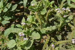 Heliotropium nicotianifolium