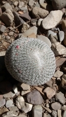 Mammillaria supertexta