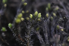 Scouleria aquatica