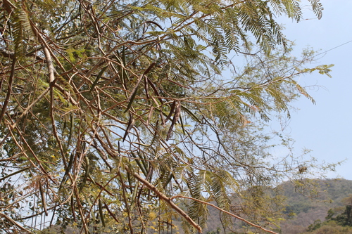 Image of Vachellia macracantha by (c) Viacheslav Shalisko, some rights reserved (CC BY)